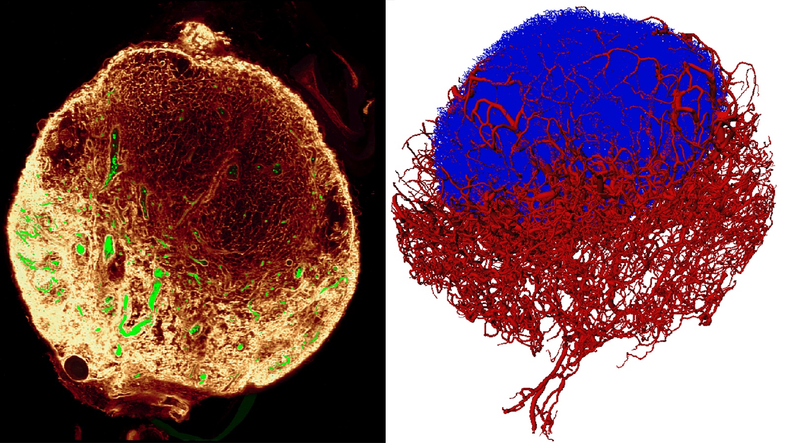 New imaging improves our understanding of the immune system