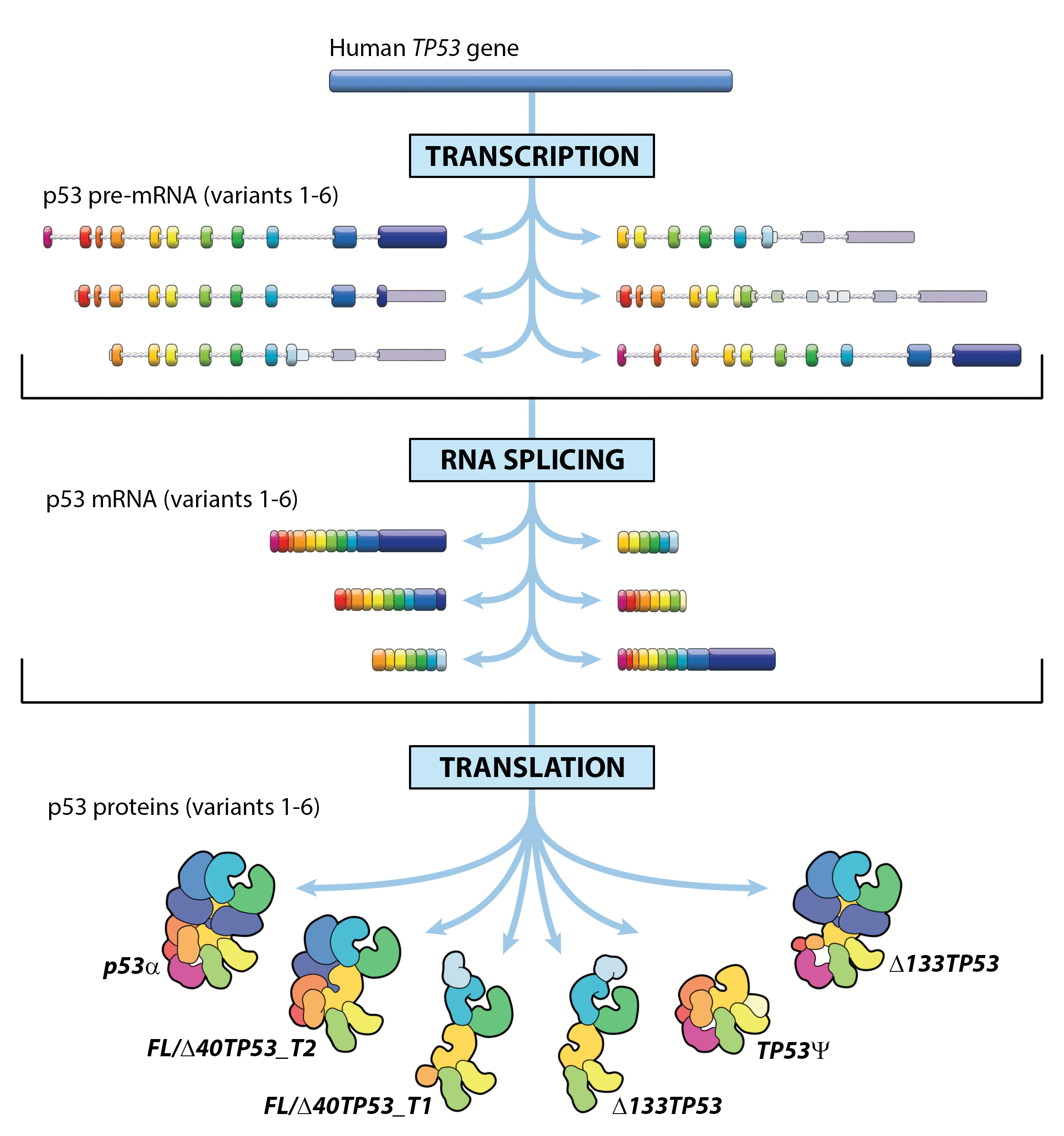 One cancer gene – but several different proteins