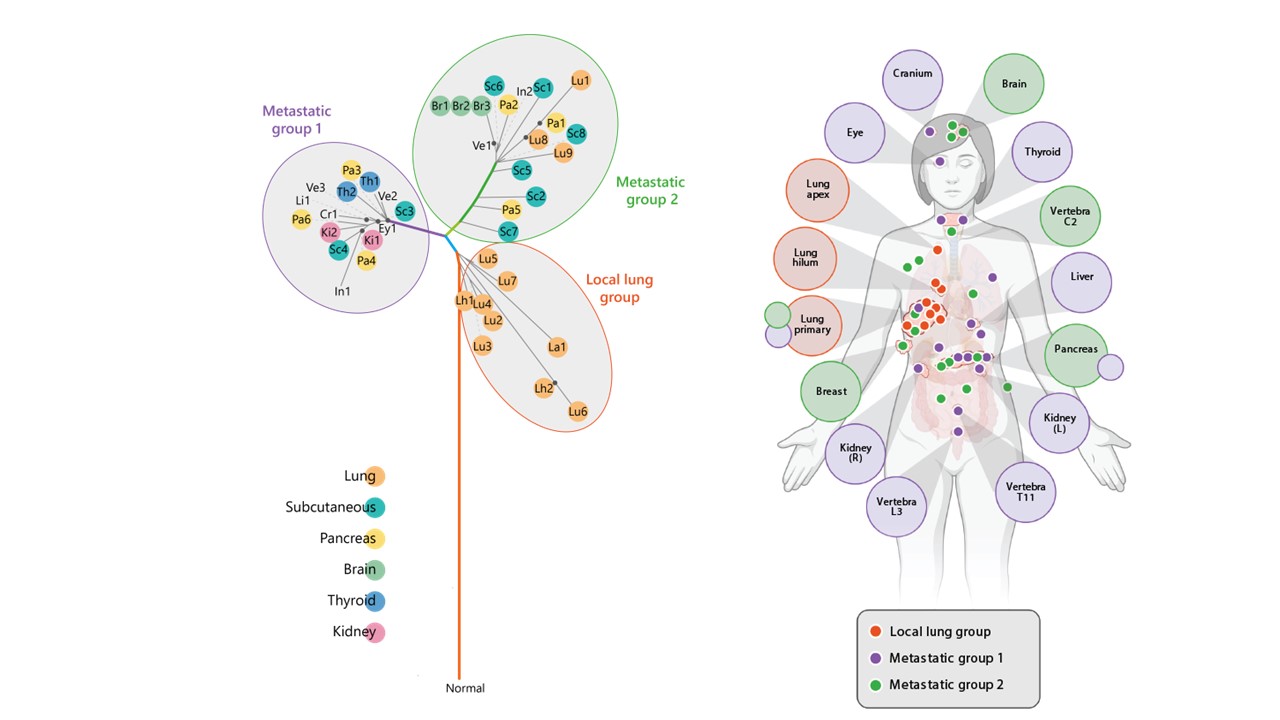 Following the evolving genetics of cancer