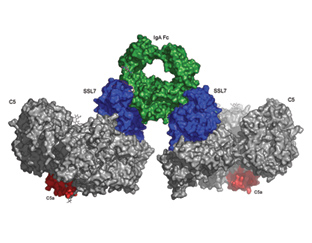 Study exposes superbug defences (2009)