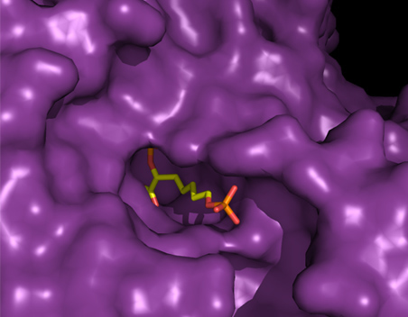New inhibitor for tuberculosis (2011)