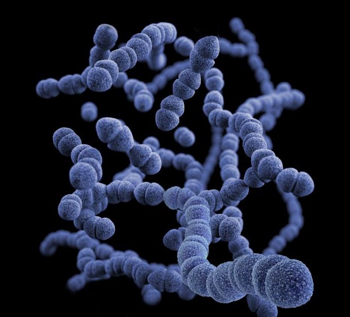 Developing a vaccine to prevent rheumatic fever